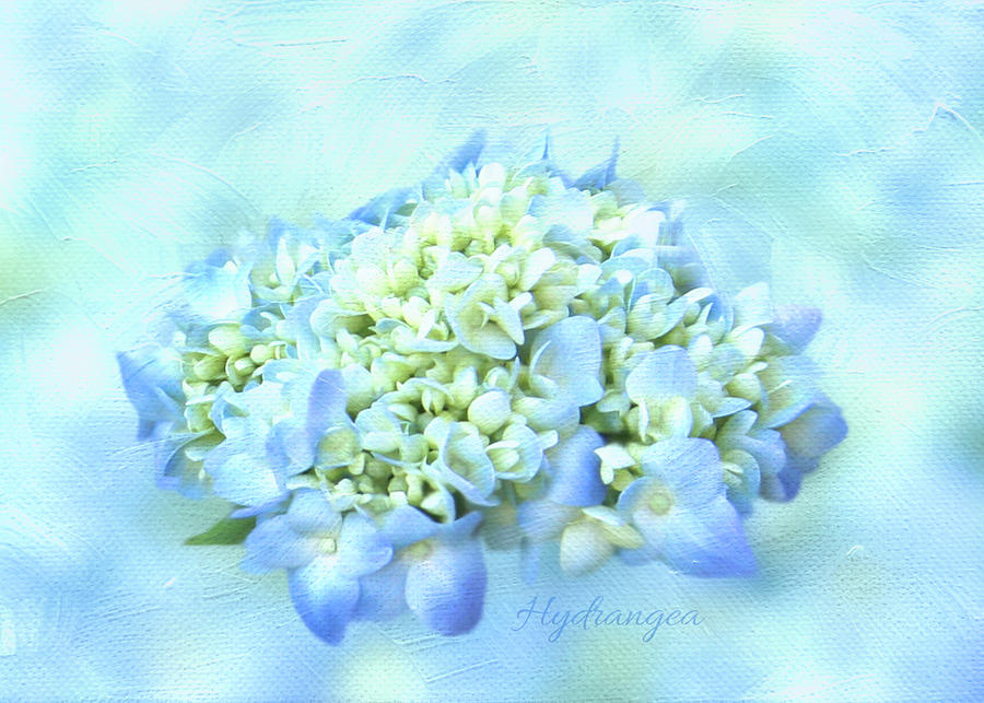 Blue Hydrangea Bloom Painterly Photograph by Patti Deters