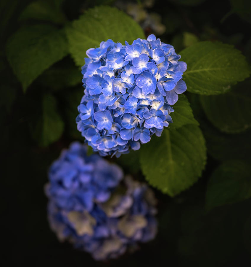 Blue Hydrangea Blooms Photograph by Martina Abreu