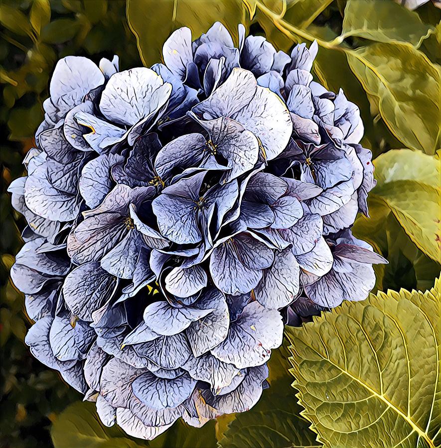 Blue Hydrangea Photograph by Bruce Bley