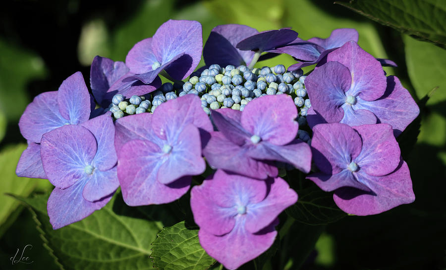 Flower Photograph - Blue Hydrangea Buding by D Lee