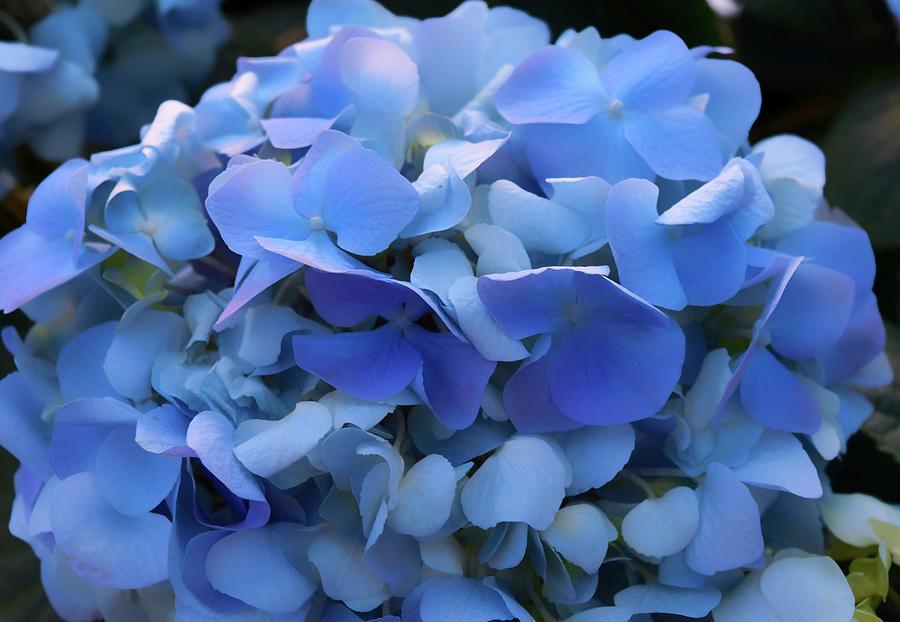 Blue Hydrangea Photograph by Christina McGoran