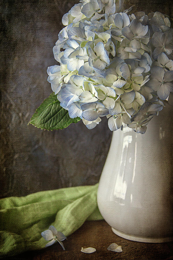 Blue Hydrangea Photograph by Cindi Ressler