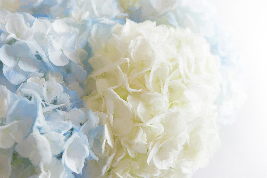 Flower Photograph - Blue Hydrangea by Connie Carr