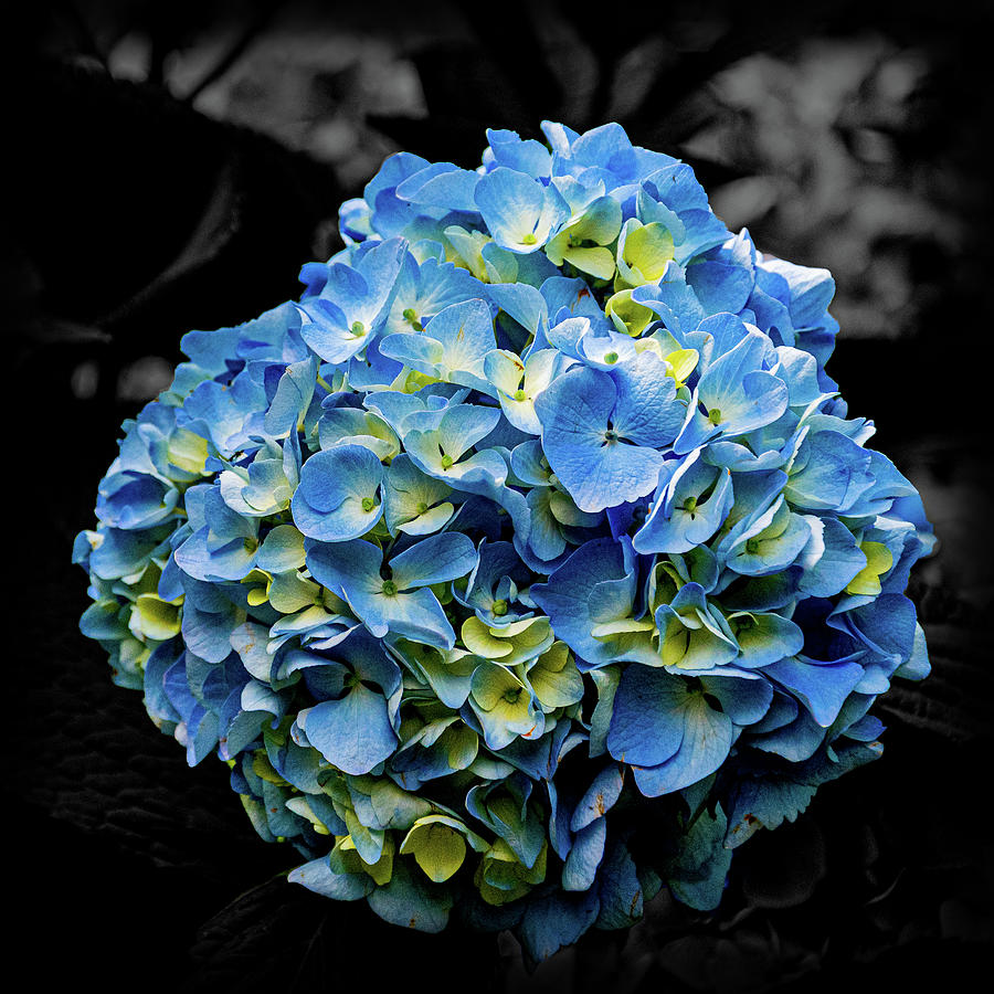 Blue Hydrangea  Flower Photograph by Angela Carrion Photography