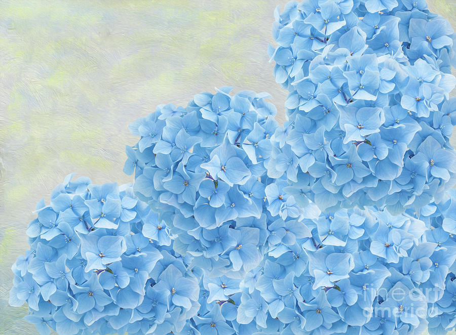 Still Life Photograph - Blue Hydrangea Flowers by Laura D Young