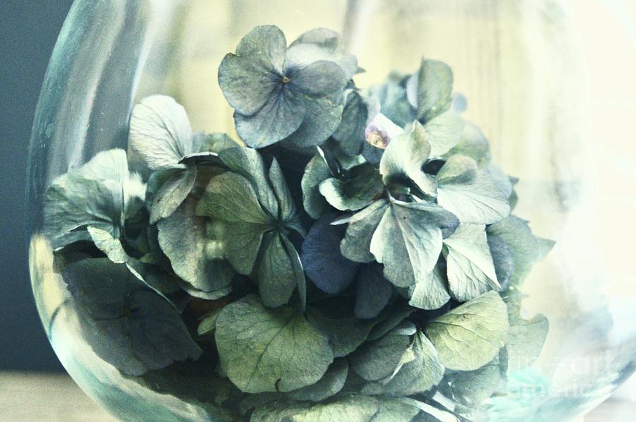 Blue Hydrangea in Glass Photograph by Margie Avellino