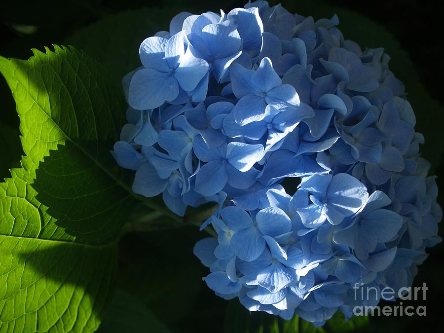 Blue Hydrangea in Sunlight and Shadow Photograph by Anna Lisa Yoder
