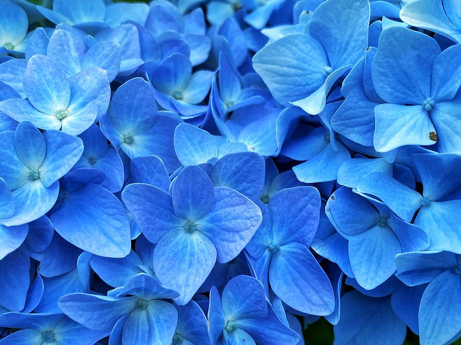 Blue Hydrangea  Photograph by Jerry Abbott