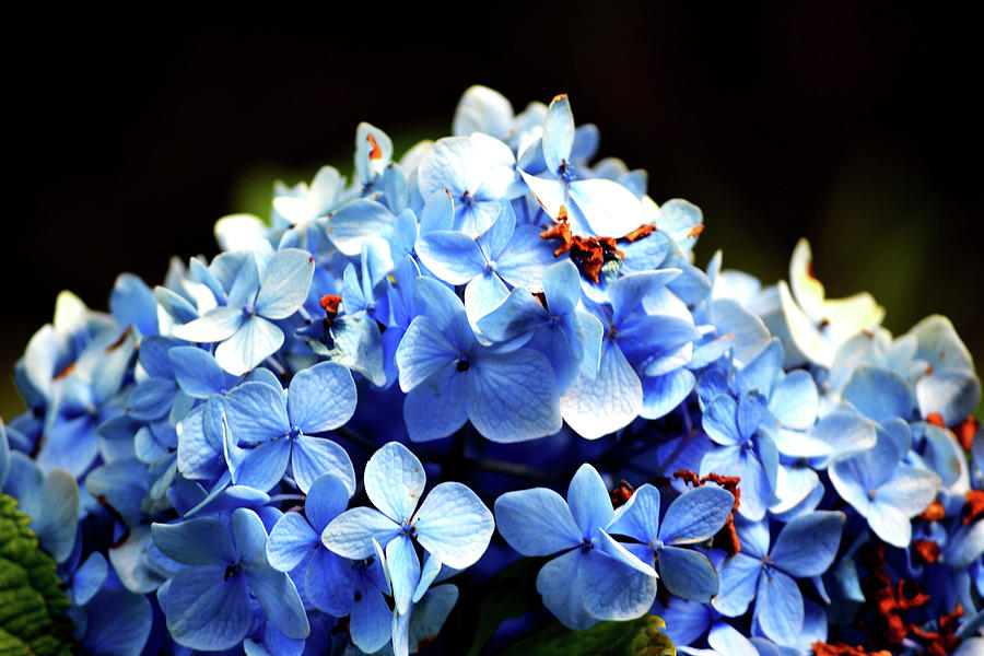 Blue Hydrangea Photograph by Katy Hawk