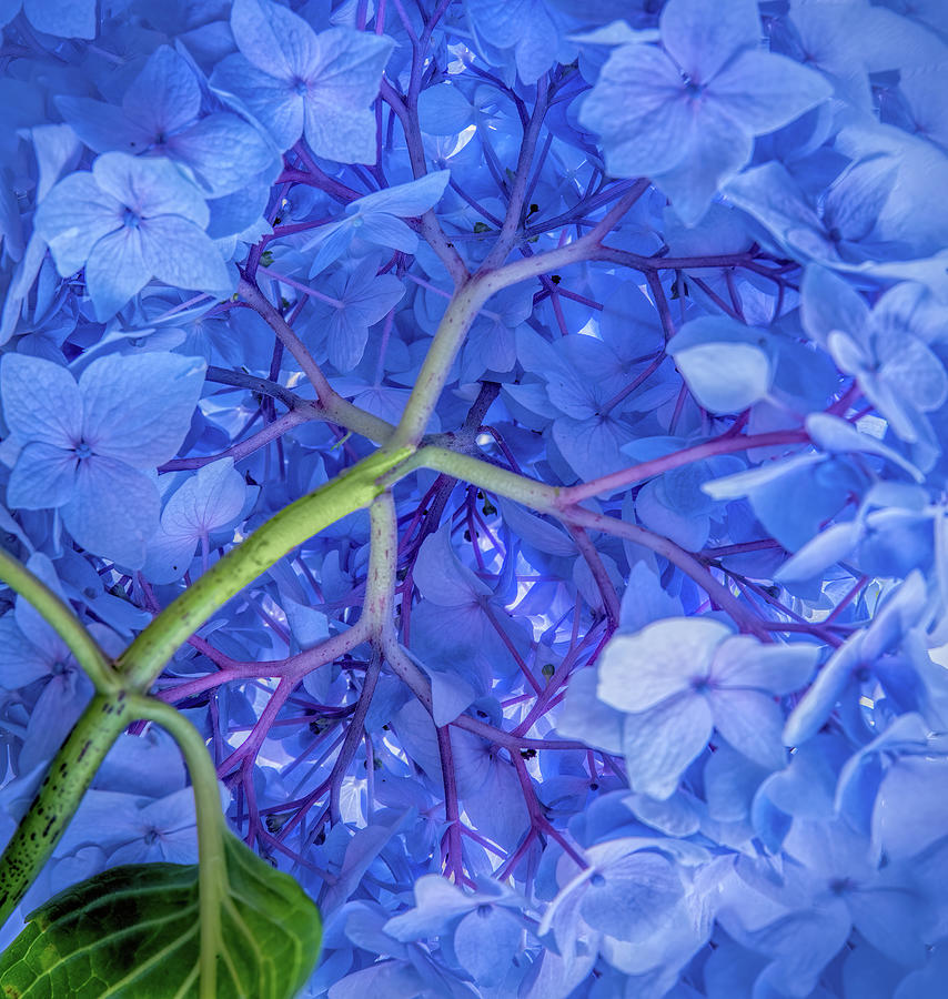 Blue Hydrangea Photograph by Martina Abreu