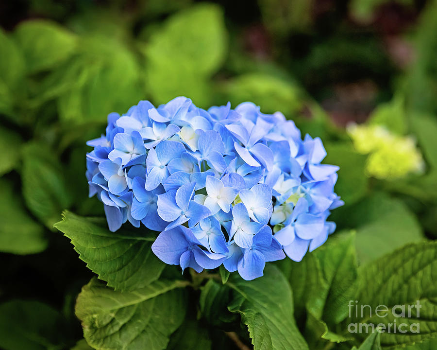 Spring Photograph - Blue Hydrangea by Scott Pellegrin