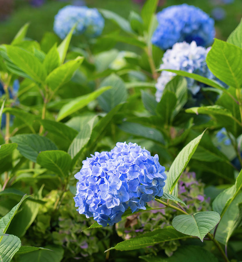 Blue Hydrangea Trebah Garden Cornwall UK Photograph by Wayne Moran - Pixels