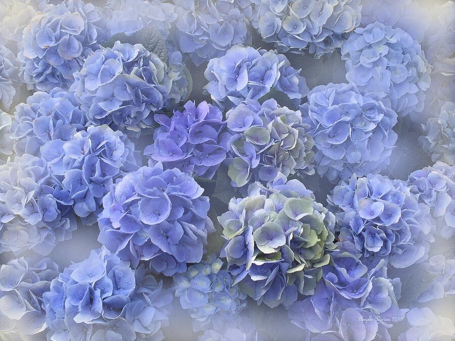 Blue Hydrangeas  Photograph by Angela Davies