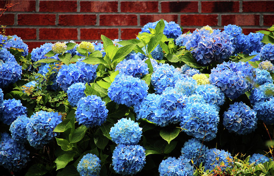 Blue Hydrangeas Are Beautiful Photograph by Cynthia Guinn