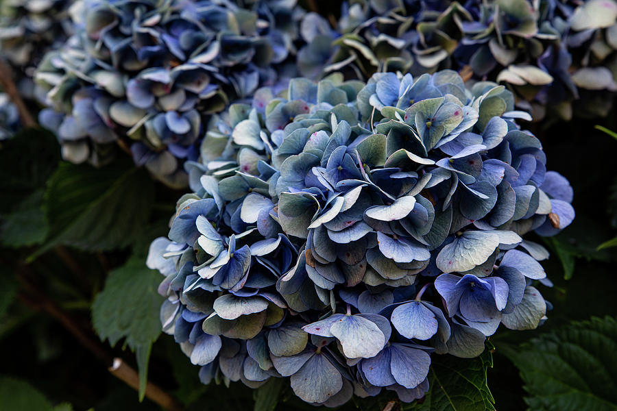 Blue Hydrangeas Photograph by Denise Kopko