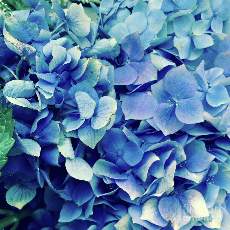 Blue Hydrangeas Photograph by J Doyne Miller