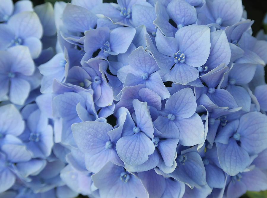 Blue Hydrangeas Photograph by Karen Fernandez - Fine Art America