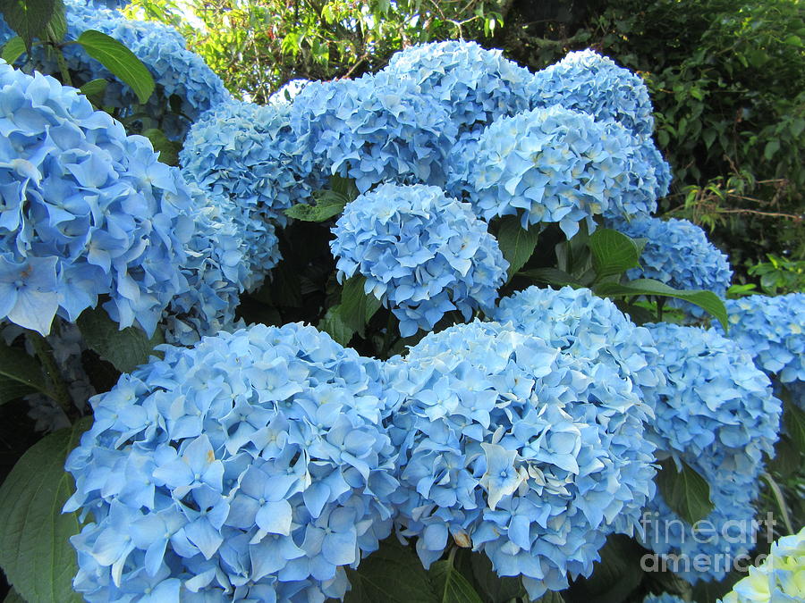 Blue Hydrangeas Photograph by Lesley Evered Fine Art America