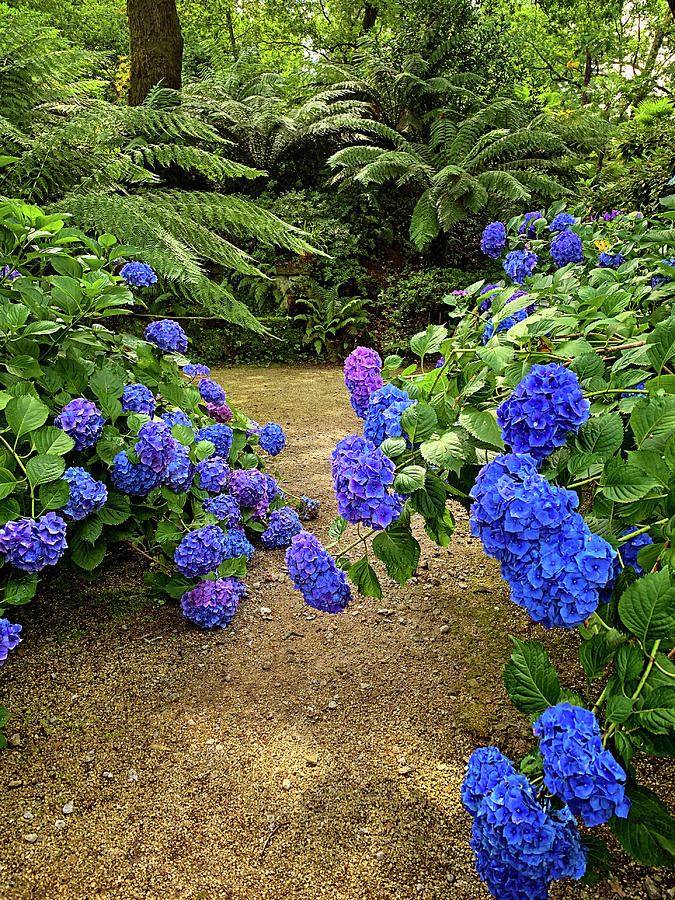 Blue Hydrangeas of Aveleda Photograph by Jill Love Blue Hydrangeas of Aveleda Photograph by Jill Love