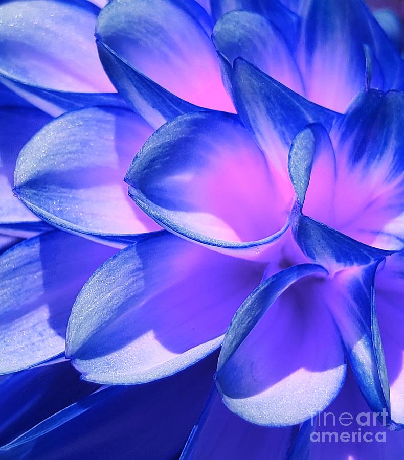 Flower Photograph - Blue Iced Dahlia by Chad and Stacey Hall