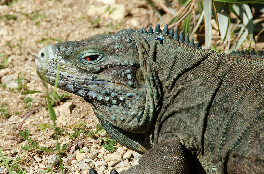 Blue iguana skank eye Digital Art by Debra Baldwin