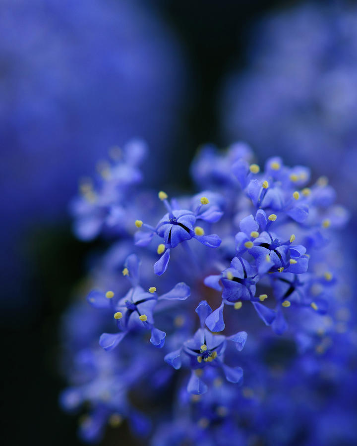 Flower Photograph - Blue in Blue by Alexander Kunz
