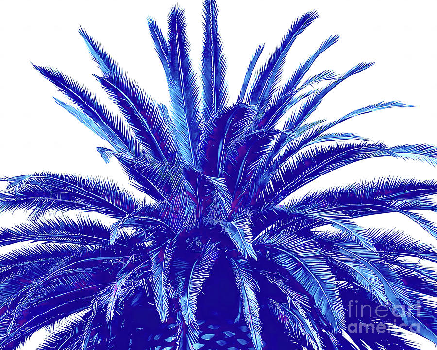 Blue Indigo Palmetto Palm Photograph by Scott Cameron