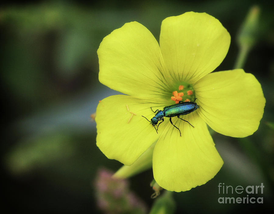 Blue insect on yellow Flower - Macro nature photo Photograph by Stephan Grixti