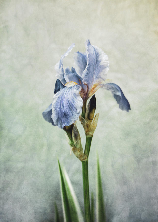 Blue Iris #1 Photograph by Allin Sorenson