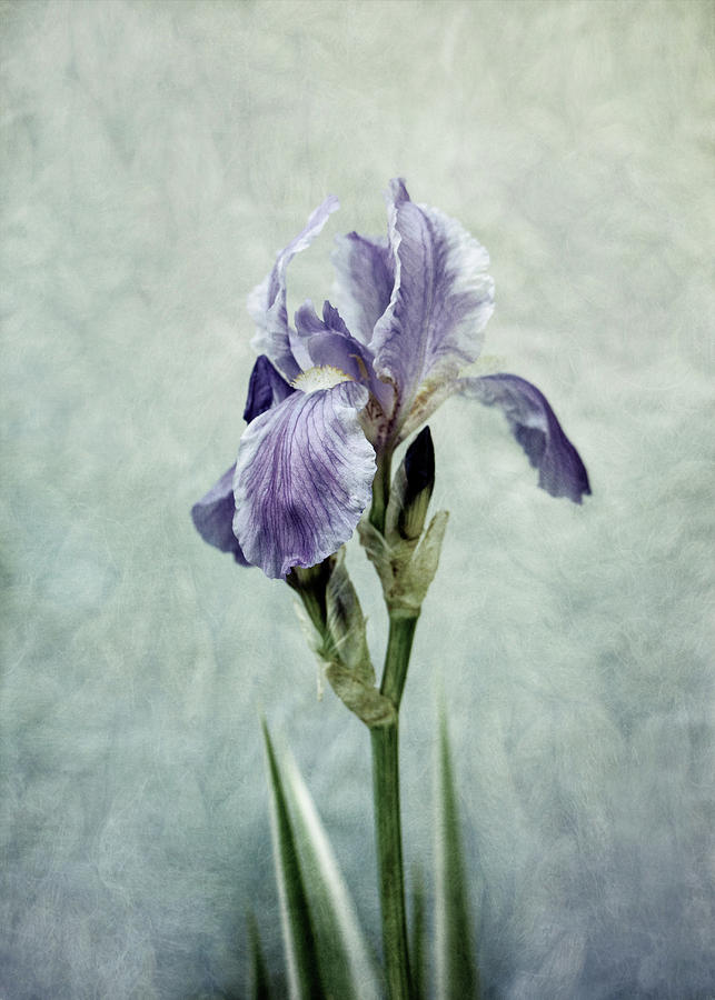 Blue Iris #2 Photograph by Allin Sorenson