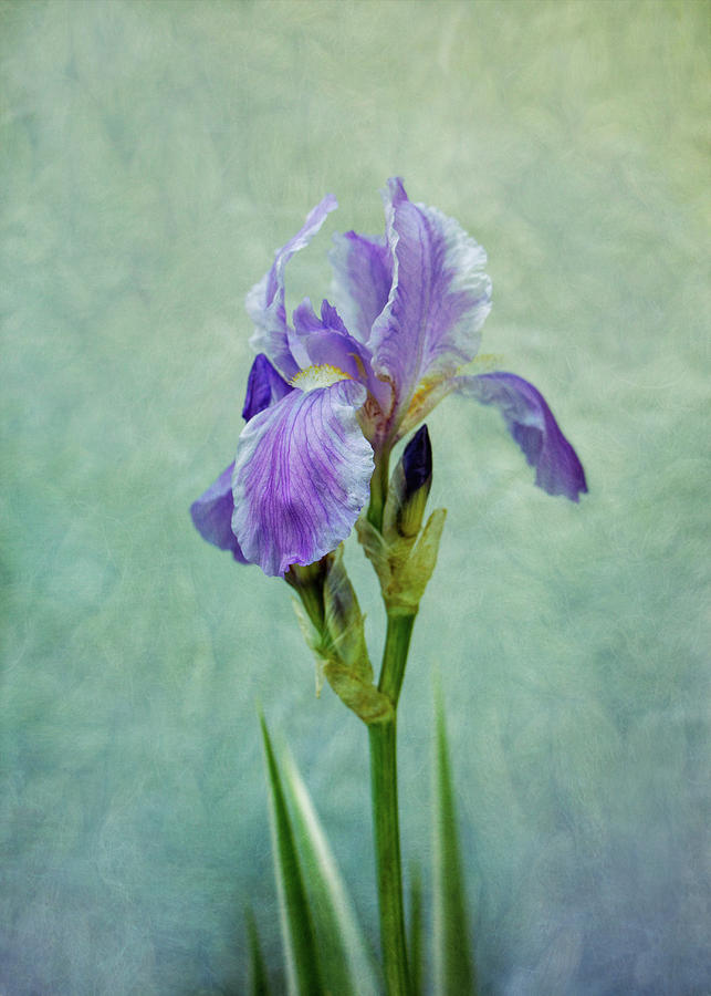 Blue Iris #3 Photograph by Allin Sorenson