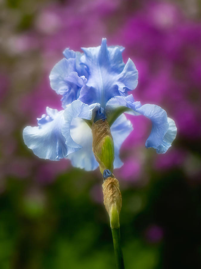 Blue Iris Photograph by Allin Sorenson