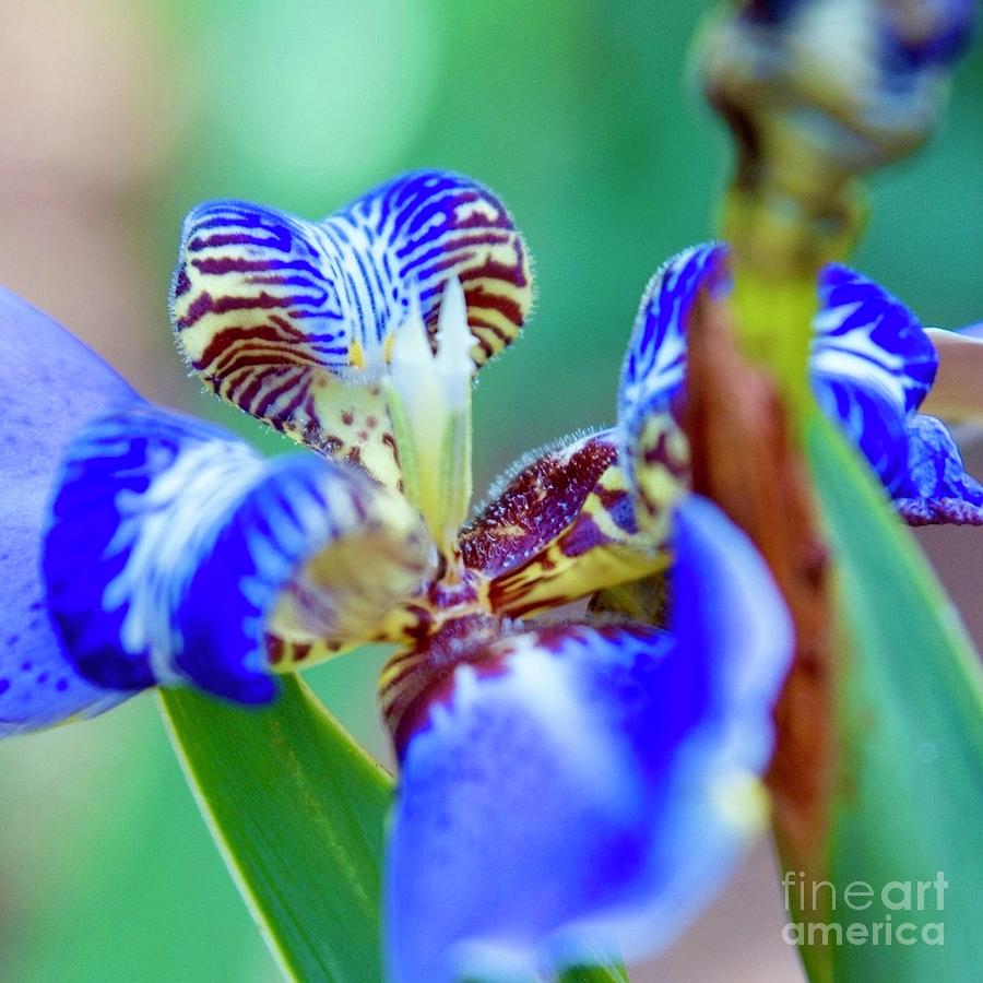 Blue Iris Photograph by AnnaJo Vahle