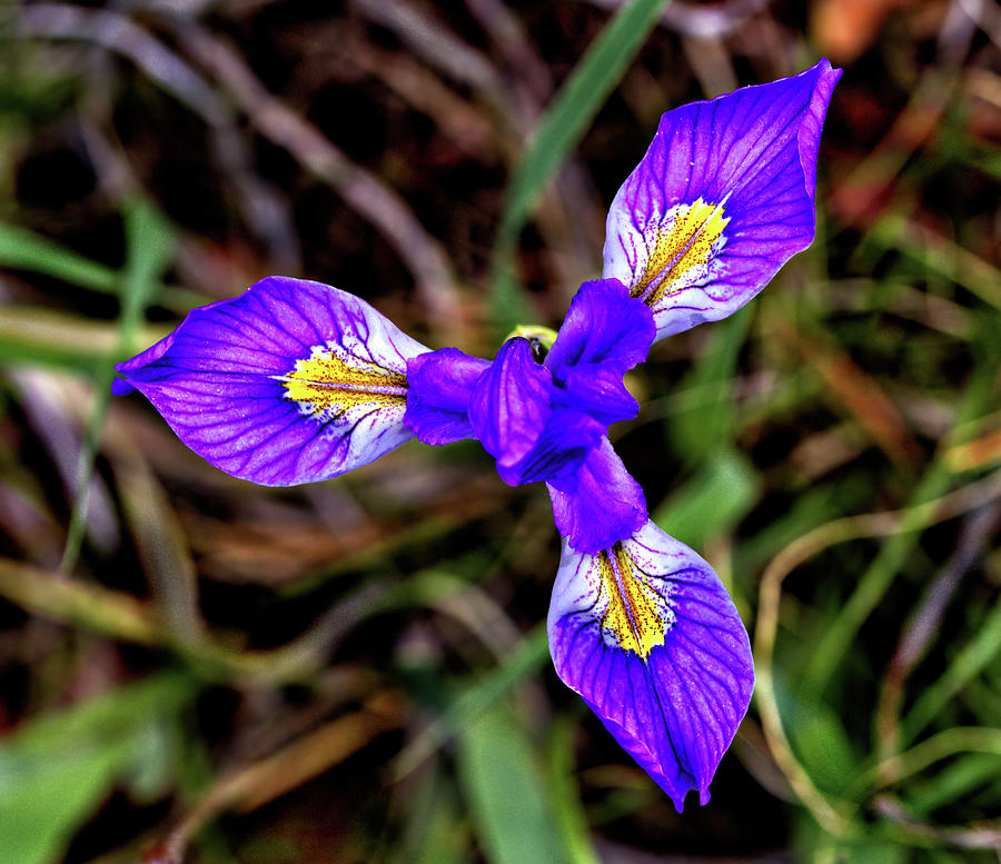 Blue Iris Photograph by Bob Falcone