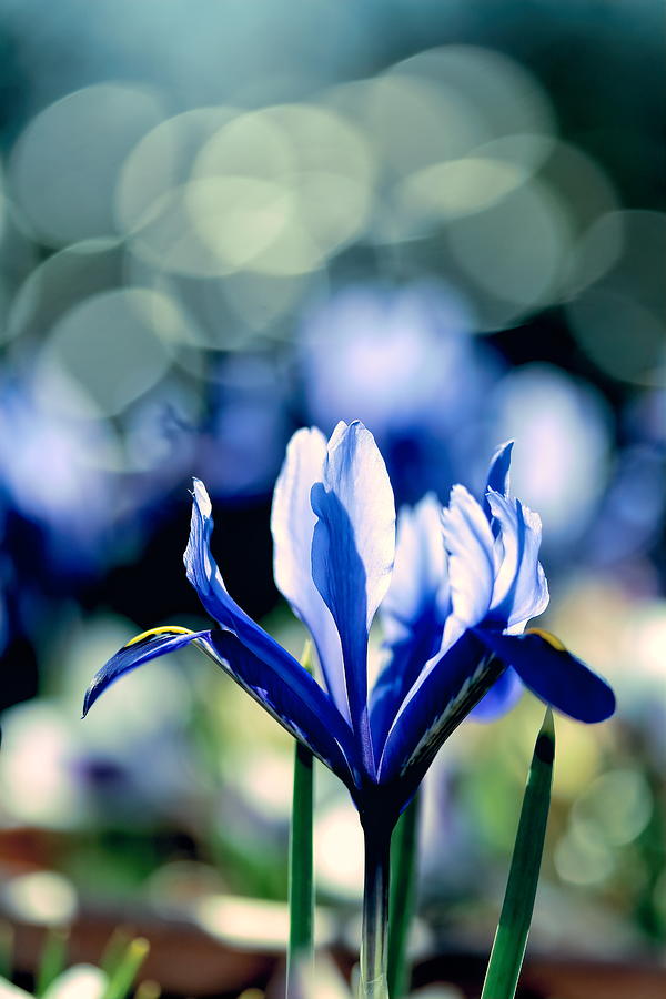 blue iris flower wallpaper