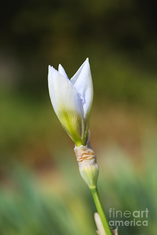 Blue Iris Bud Of Spring Photograph by Joy Watson