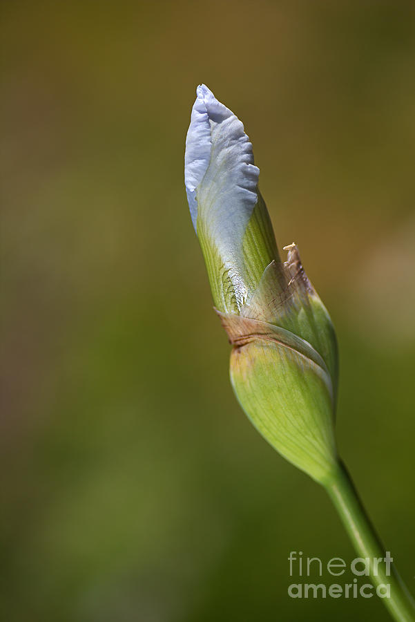 Blue Iris Bud Spring Photograph by Joy Watson