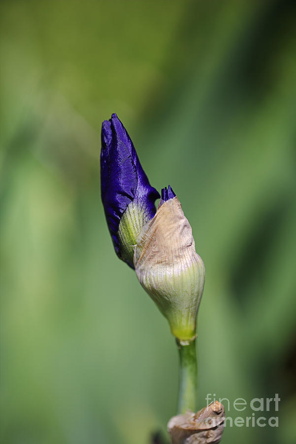 Blue Iris Buds Friend  Photograph by Joy Watson