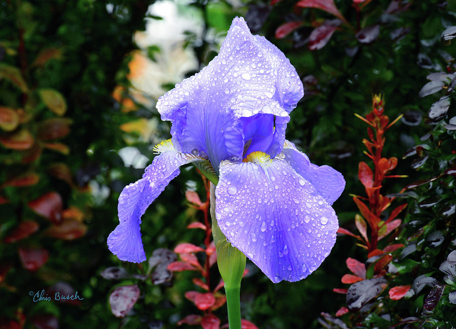 Blue Iris Photograph by Chris Busch
