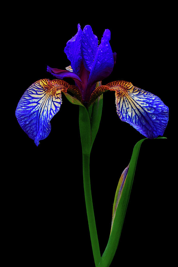 Blue Iris Photograph by Cynthia Dickinson