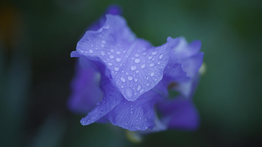 Blue Iris Droplets Photograph
