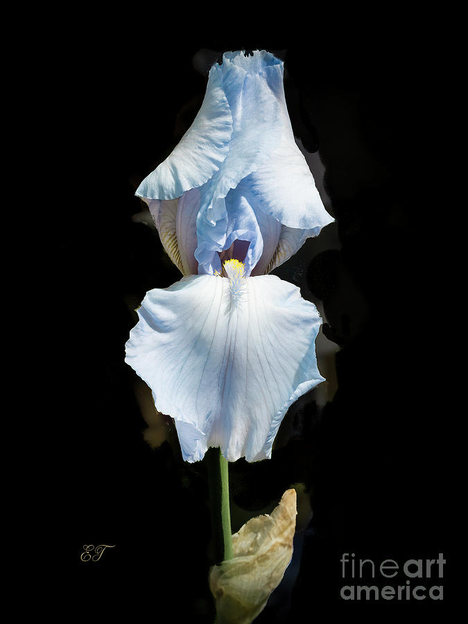 Blue Iris Photograph by Elaine Teague