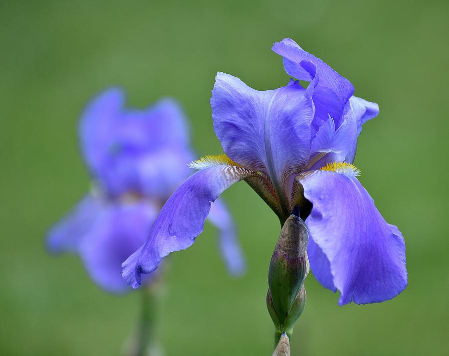 Purple Iris #1 Photograph by Len Bomba