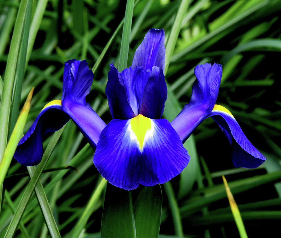 Blue Iris Photograph by Linda Stern