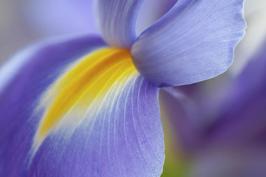 Blue Iris Macro Photograph by Jenny Rainbow