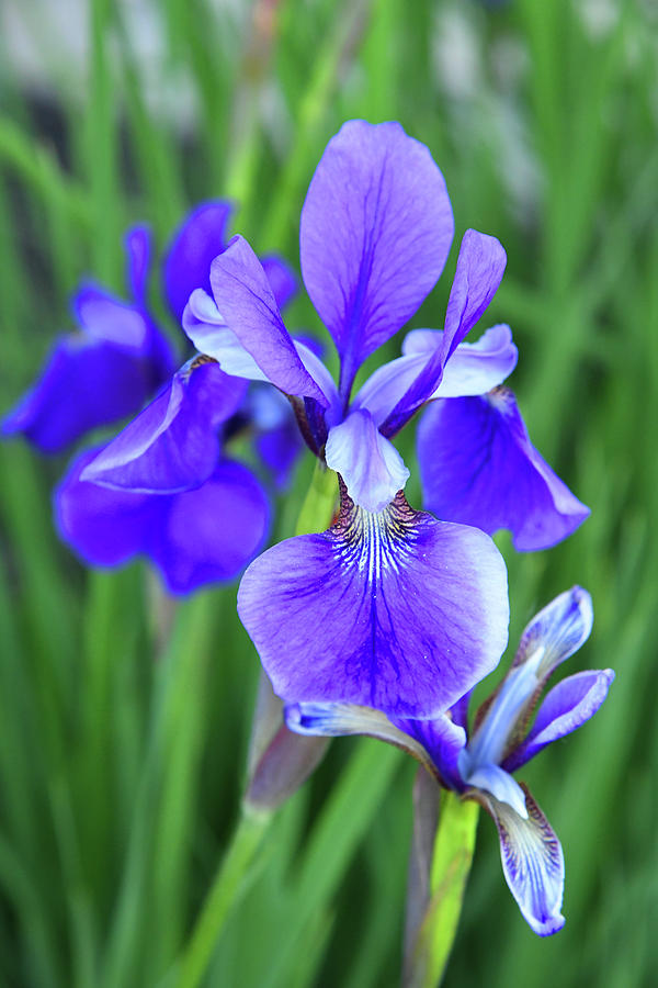 Blue Iris Magic Photograph by Robert Tubesing - Fine Art America