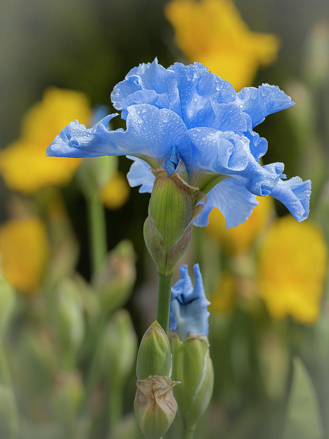 Blue Iris Photograph by Mark Mille