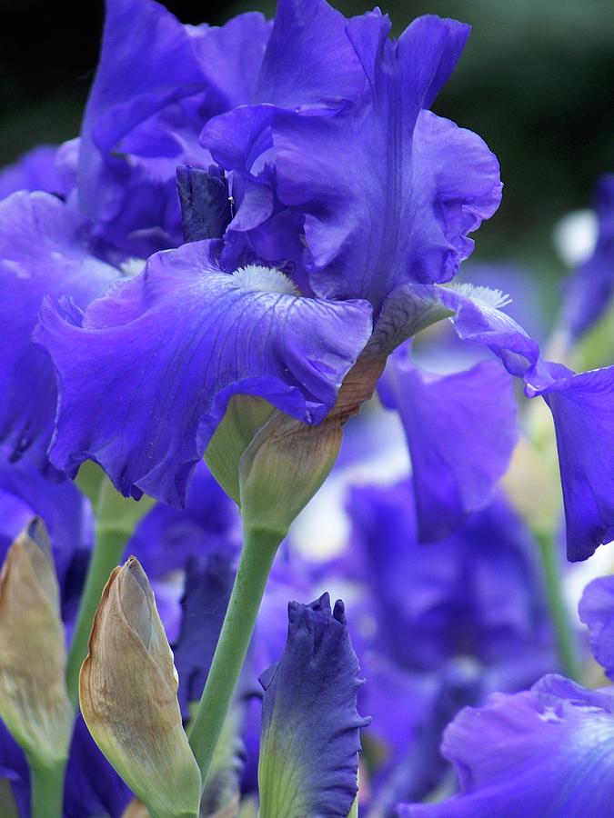 Blue Iris Photograph by Michelle Mahnke