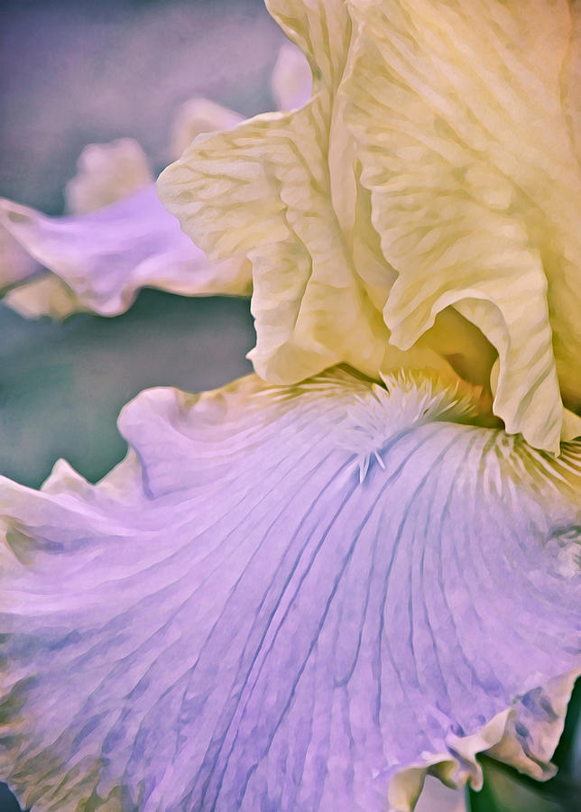 Blue Iris Petals Portrait Photograph by Gaby Ethington