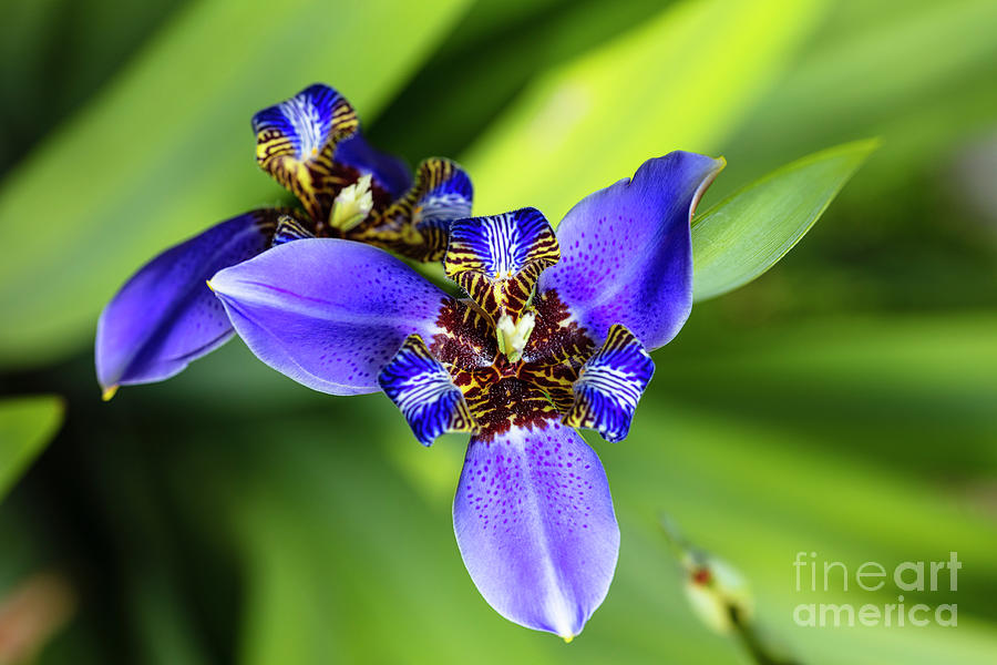 Blue Iris Photograph by Raul Rodriguez